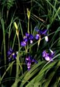 Iris Sanguinea Extract 